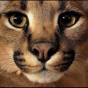 Meet your Posher, Alina